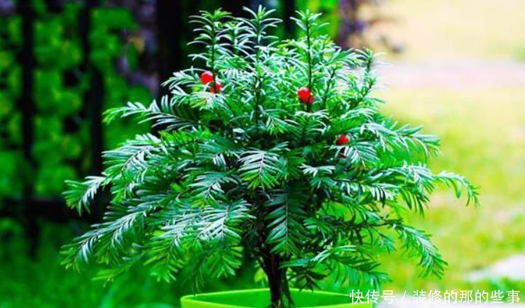 买到挂满“红果”的红豆杉,换盆做3步,叶子油绿,果子挂满枝!