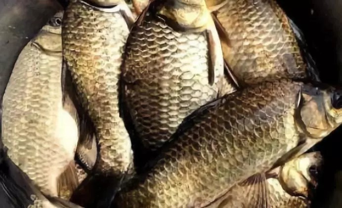 别封竿，钓鱼空军有救了，冬天钓大板鲫最拿手的绝技分享