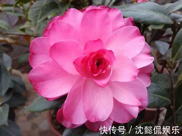 老花农1句话，茶花养的花大叶绿，比看书还长知识！