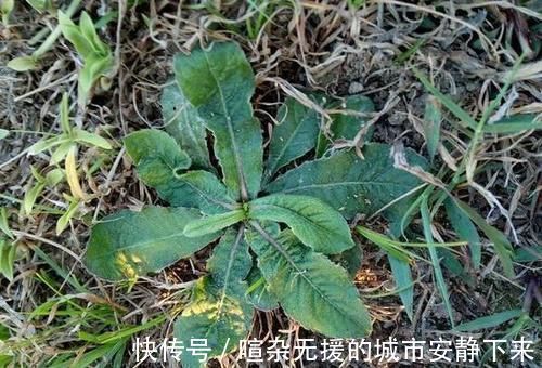 煲汤|它是口腔溃疡“特效药”,人称地胆草,路边到处是,需要请重视!