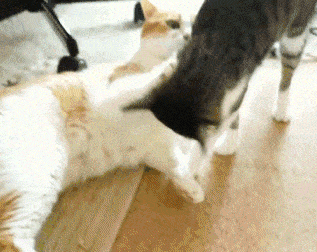 |搞笑动图:终于下雪了,小企鹅开心得跳起来!