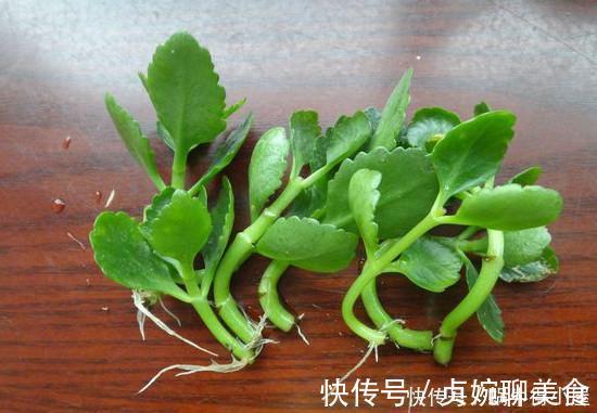 神奇的生根水，让各种半死不活的花卉瞬间长根，附生根水自制方法