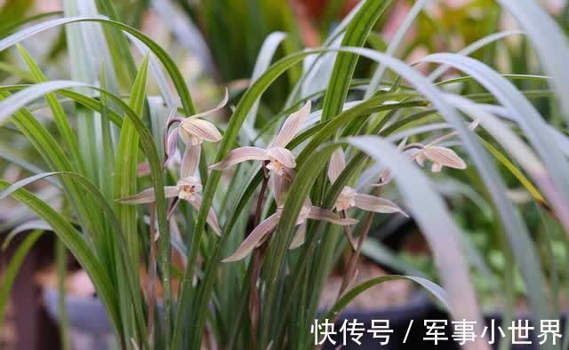 奥绿|兰花和其他花卉在养殖上有不同之处,需要做好这两个方面的工作