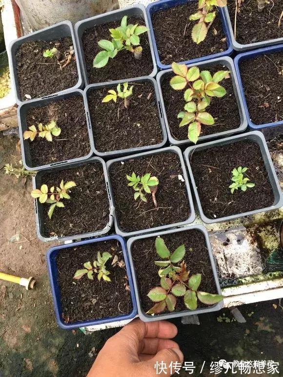 月季养成树，开花一团团，轻松开成大花球，阳台也能养得好！