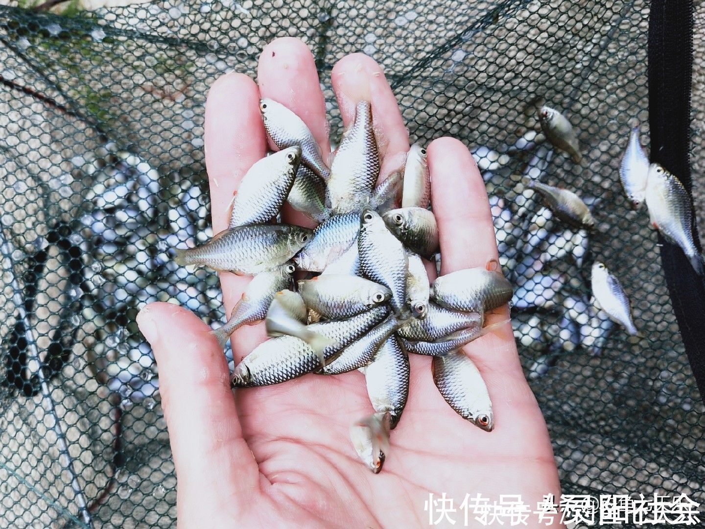 物种|钓到小鱼就摔死,真有必要吗?钓友:有两种“害鱼”必须摔