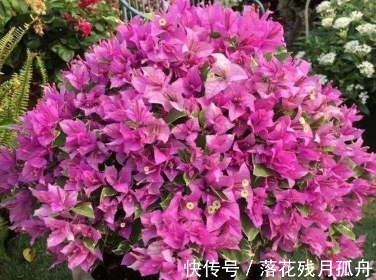 冬天也能种植的花卉，花香易打理，清新又迷人