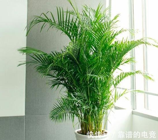 家里养的花卉植物为什么会生病虫害,4个方法帮你解决