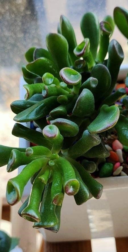 养护|家里养盆“吸财树”,好运财运都吸来,养得越久福气越深!