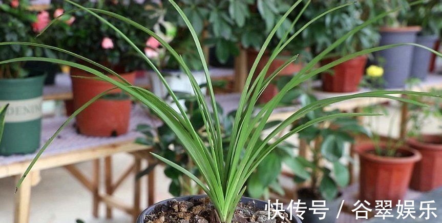 植料|给兰花换盆，注意5个“要点”，保证兰花根系壮，后期长势旺