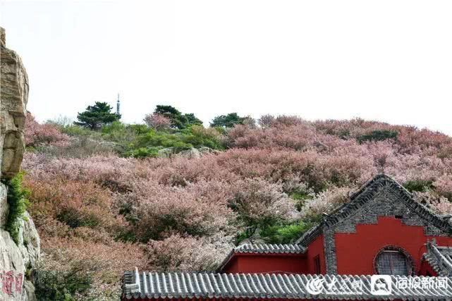 这就是山东泰山极顶海棠花开粉白花朵扮靓天街