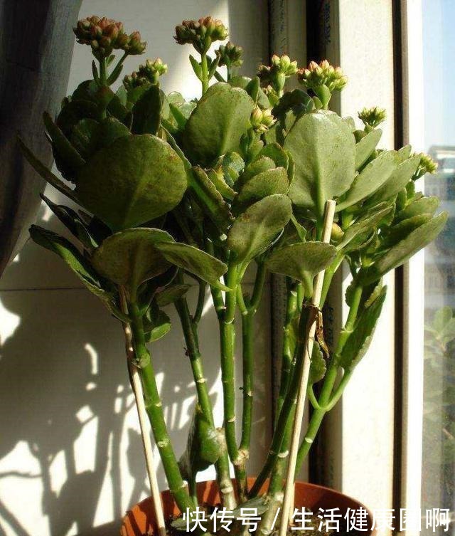 长寿花不是小巧一盆，长成一米高的“大老桩”，别羡慕自己也能养！