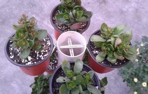 家里空间小，养花学着这么“省地”，再多盆栽都放得下