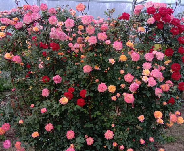 屋顶花园养月季,注意“浇水施肥修剪”,一棵开300朵,花开不断