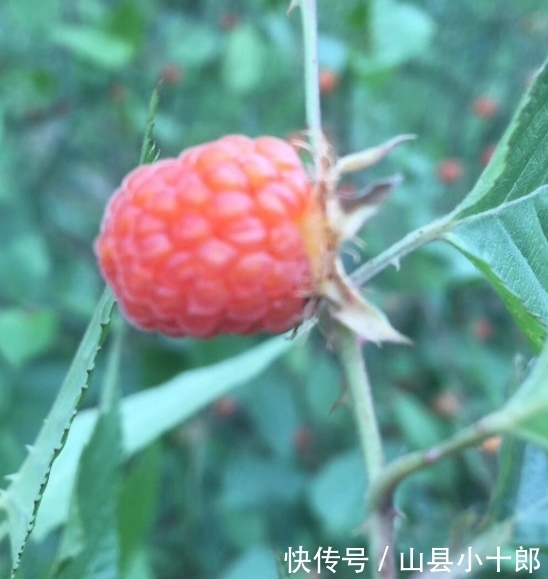 ?|教给你怎样分清这两种植物！你们小时候有没有认错过？