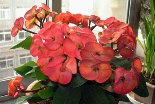 寿命|此种花卉寿命忒长,养护多注意5点,每一株都能活上30多年