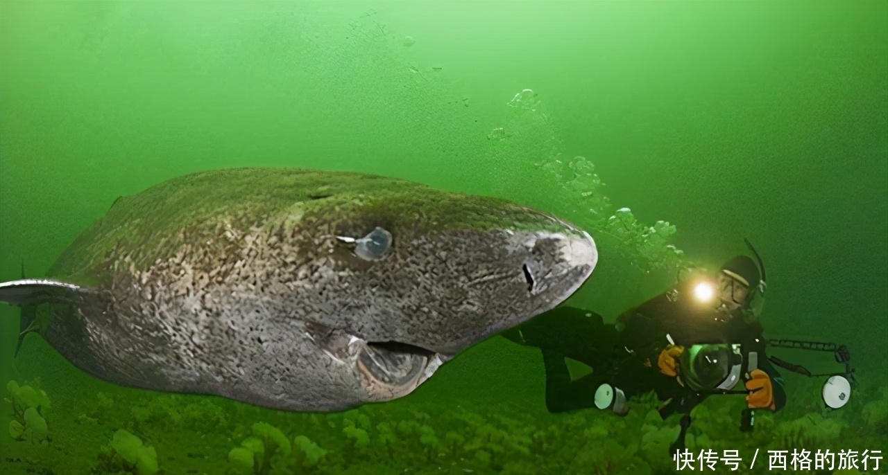 蛤蜊没有海水能活多久