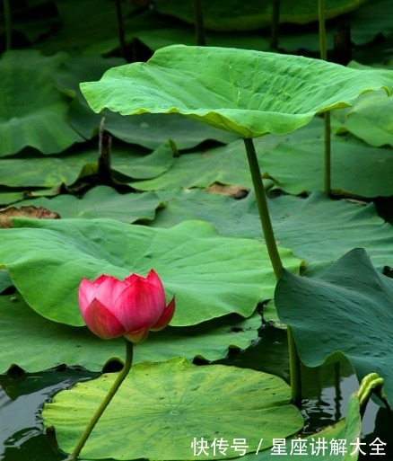 衣食|8月开始，桃花朵朵开，4属相财源滚滚，衣食无忧