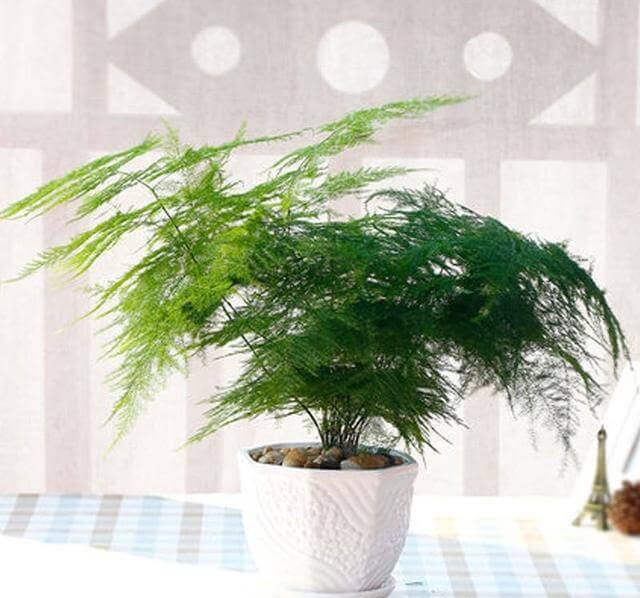 文竹盆土里插个“神器”，盆土状况一目了然，变成茂密“小森林”