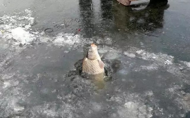 冬钓最佳钓点，莫过于水中寻草，草窝多有大鲫鱼