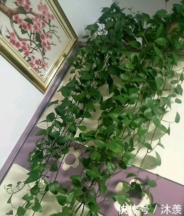 7天浇1个鸡蛋!花像打了激素疯长