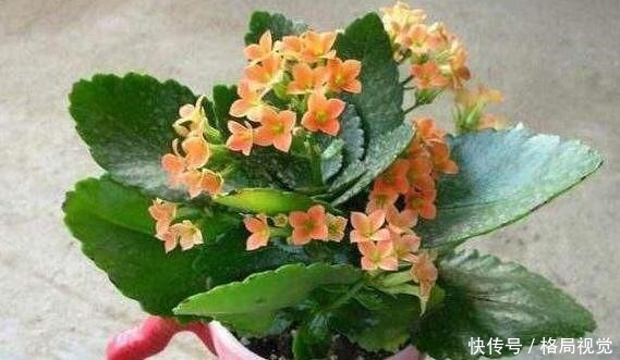 什么花卉寿命长盆栽此5款可多年生长，一年四季花开不停