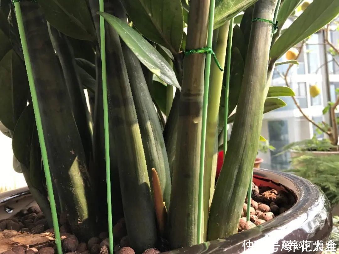 蝴蝶兰|7种花，立秋后换盆，秋冬才能越养越好