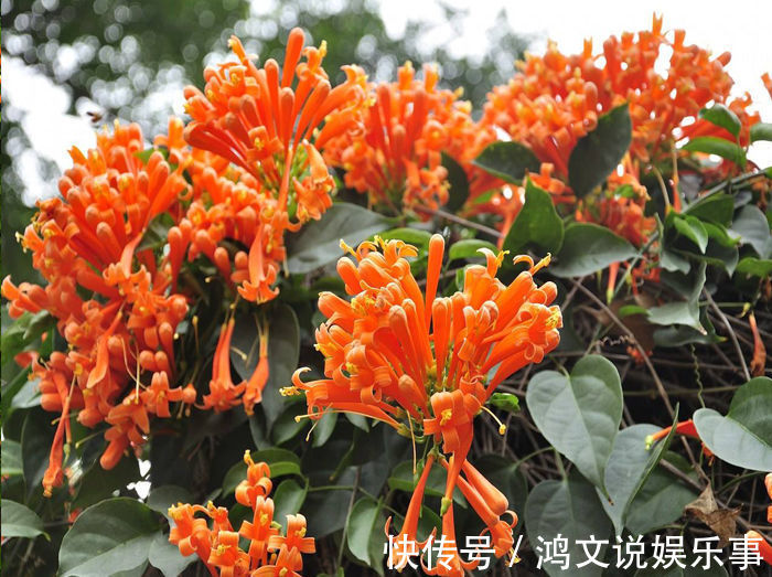 玫瑰|养这几款花，花开媲美玫瑰，开花勤爱爆盆，满屋子都是花香