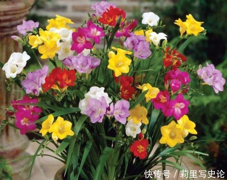 4种花是爆盆能手,开起花来拦不住,给点水就疯长