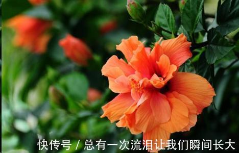 秋天6种花随便扦插都能活，生根发芽快，家里已经没空花盆啦