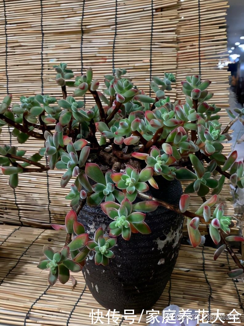 悬崖老桩看起来高端大气，但出现这两点很令人头疼，该怎么办呢？