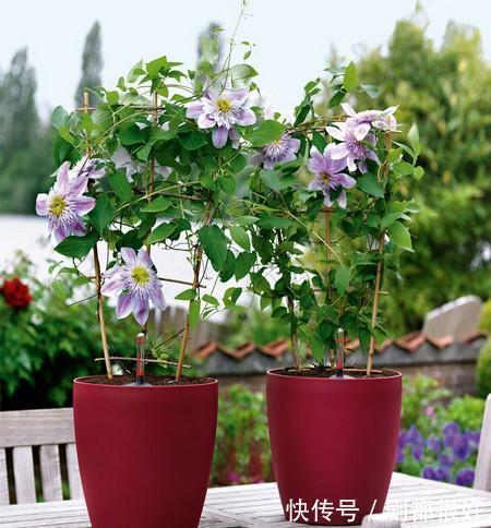 这5种植物开花美,不挑剔,堪称:家庭盆栽福利