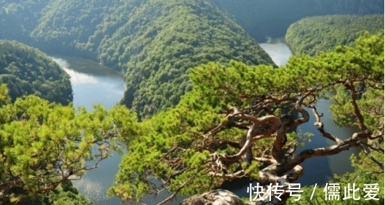 叶子|世界上最珍贵的树，历经20多代护卫员坚守，掉下一片叶子都要上报