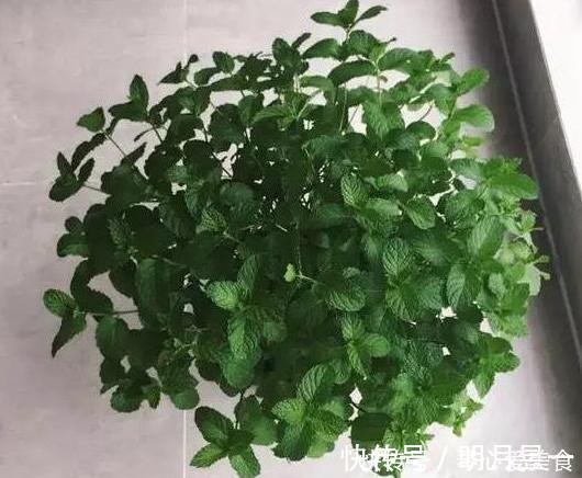 喜欢盆栽这3款植物就赚大了，既能观赏又能治病，堪称天然药箱