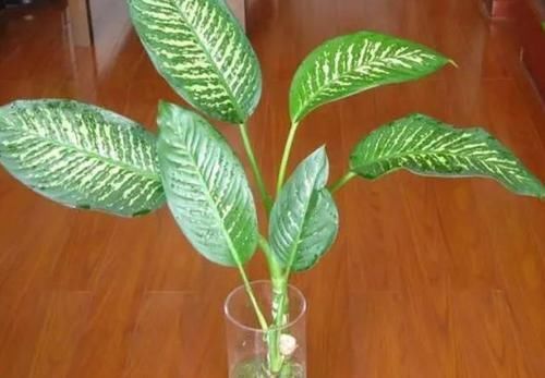 看了这些，你还觉得水培比土培更省心，不需要打理吗？