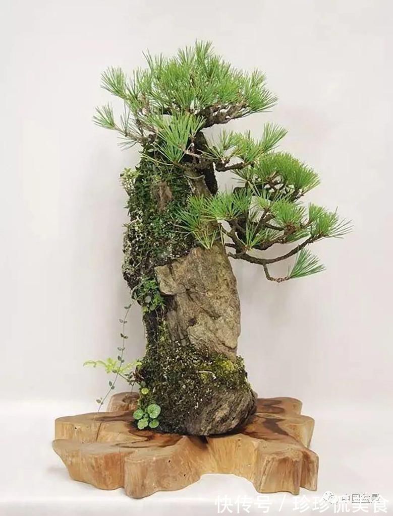 极品附石山松盆景，见过的人都忍不住竖起大拇指！