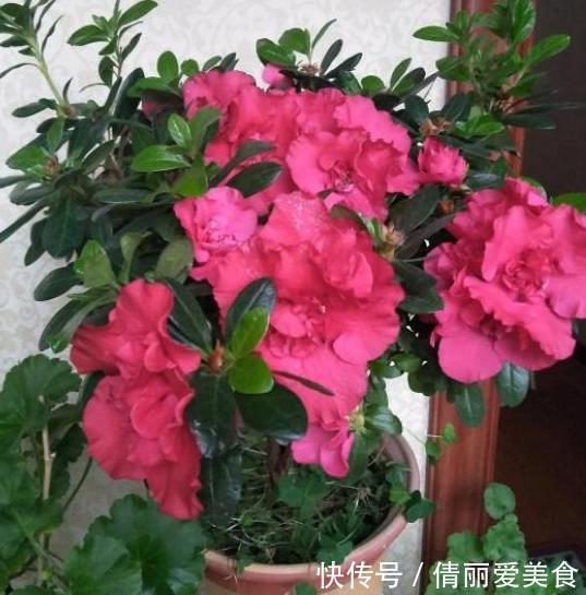 杜鹃花|北方四季分明，该如何盆栽杜鹃花？4个细节到位，养殖走捷径