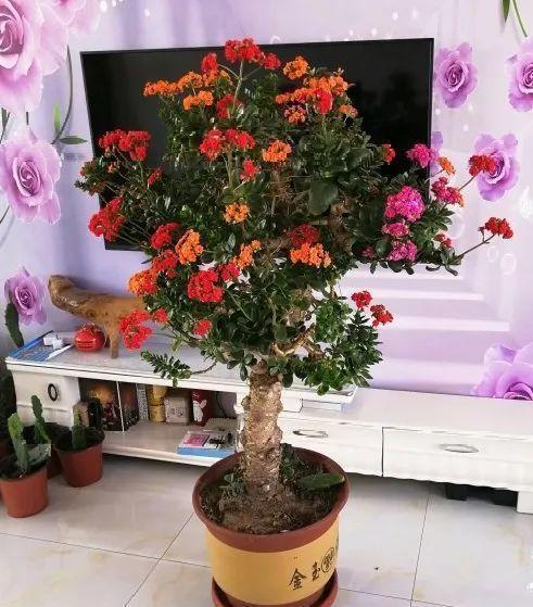 玉树砍一刀,插上长寿花,10天就成活,5个花色轮番开,变大花树