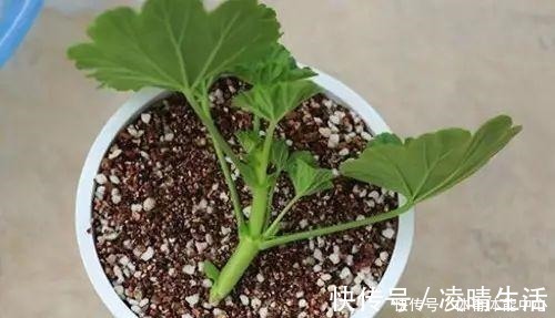 白根|喜欢养花,就要会扦插,学会2种“万能扦插法”,插啥都冒大白根!