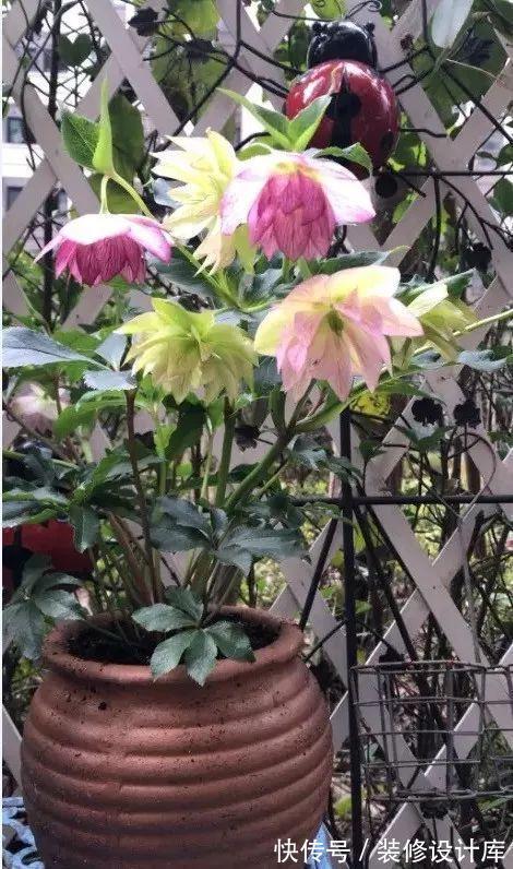 5种“漂亮花”，被名字耽误了一生，花开艳丽，却怕它“不吉利”