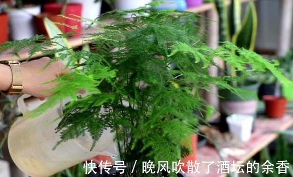 养花施肥不懂!摸清这3知识点,保证盆栽用对肥得到最佳效果
