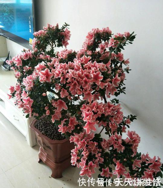 阳台上|年度十大流行花卉,摆在家里,高贵优雅,又美又仙