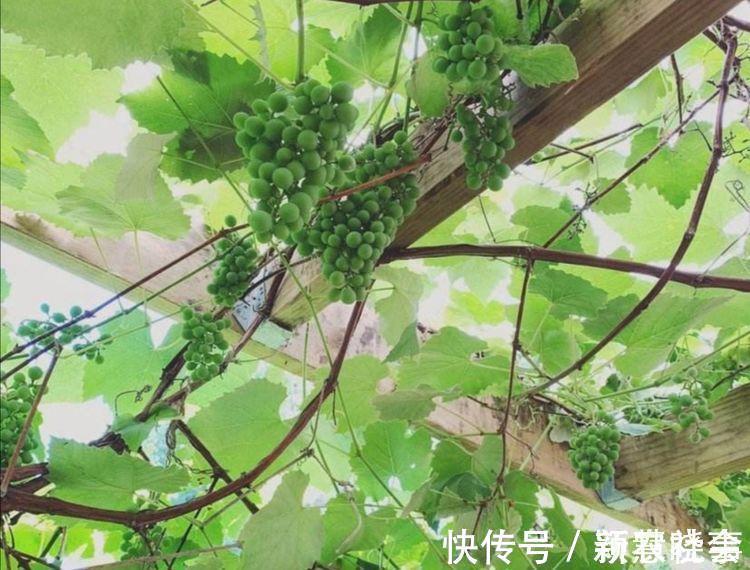 水果|农村院子栽6种树,寓意美好又旺宅,还能吃新鲜水果