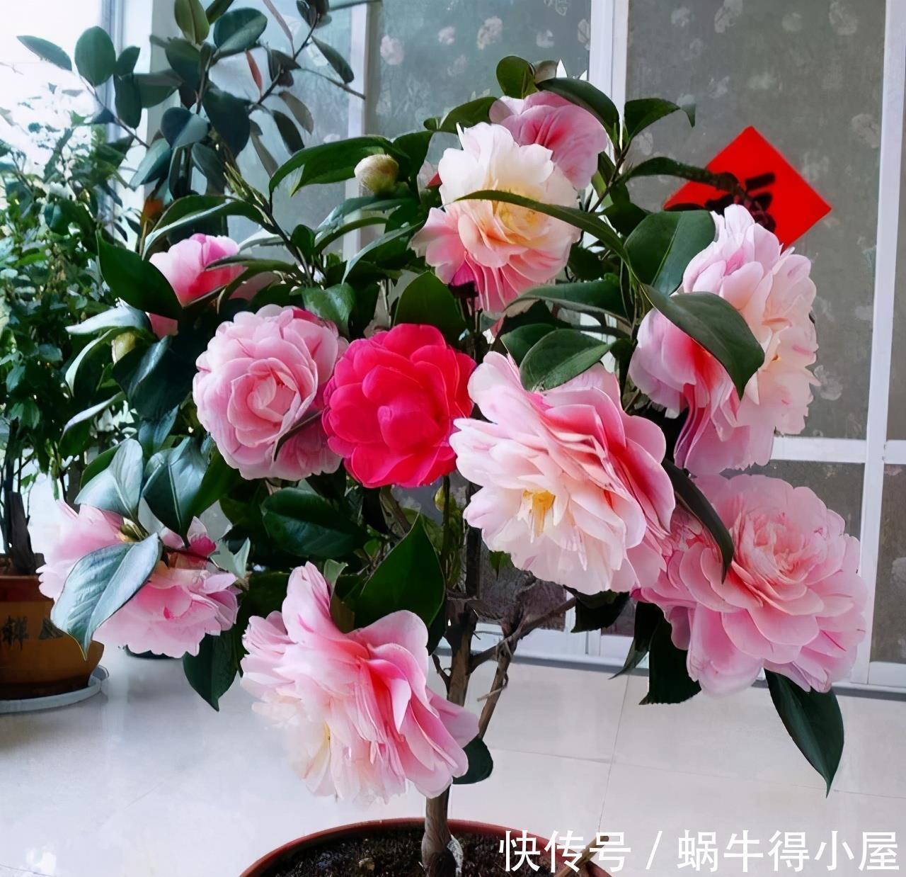 硫酸亚铁|六月养茶花,这“三位置”留点水,冠幅大一圈,次月花苞咕噜冒