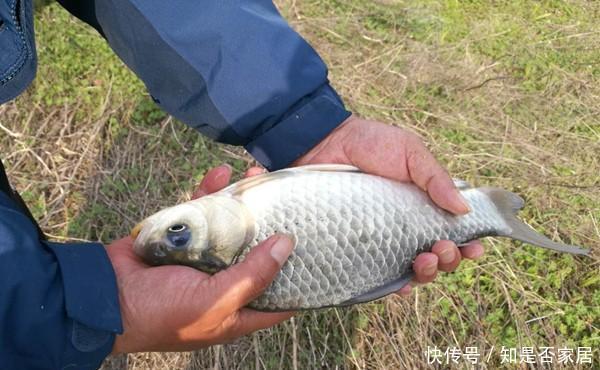  大水面中|冬季钓鱼，天气越冷越容易钓到大鲫鱼，封竿太早容易“吃亏”