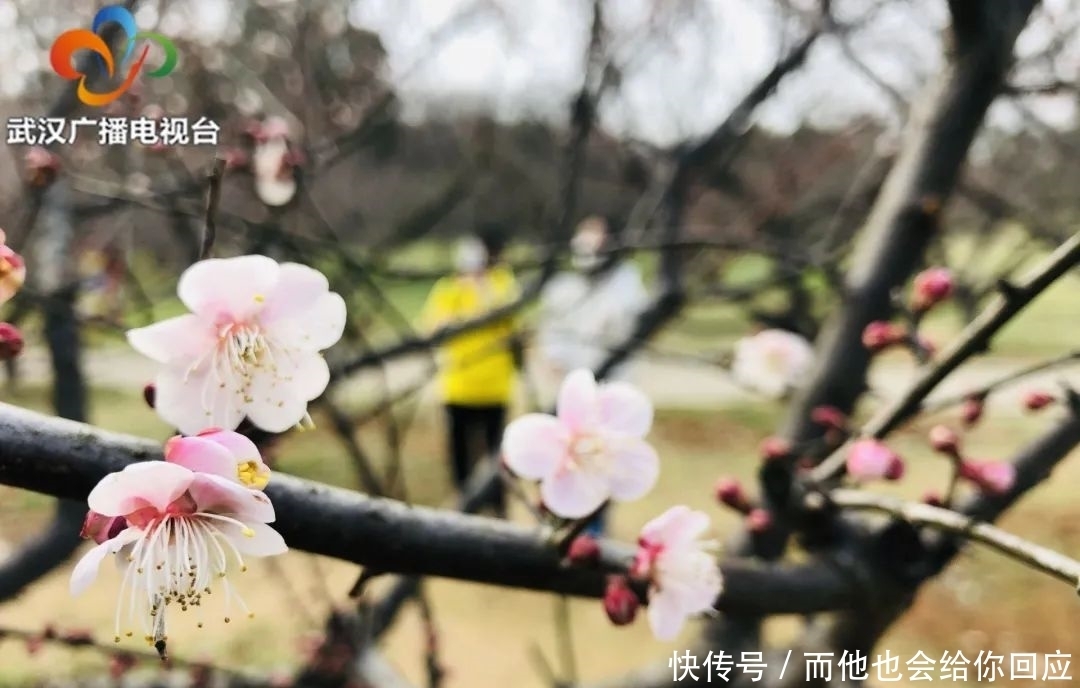 暗香浮动!东湖梅花节邀您来赏梅