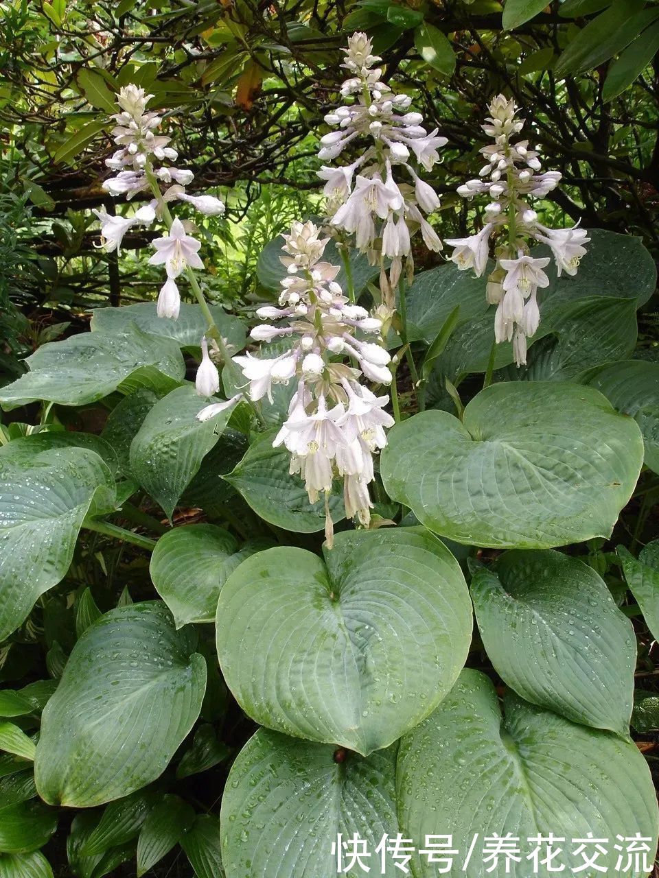 排水性|适合养树荫下的5种观赏植物，有观叶和开花两类植物可供选择