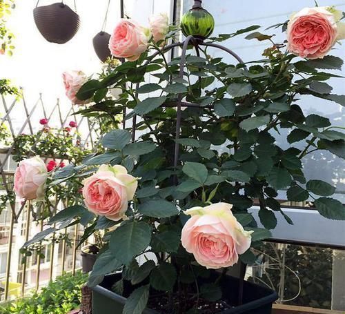 养花得做减法，入冬后此5种花剪1刀，明年长得旺、开花多