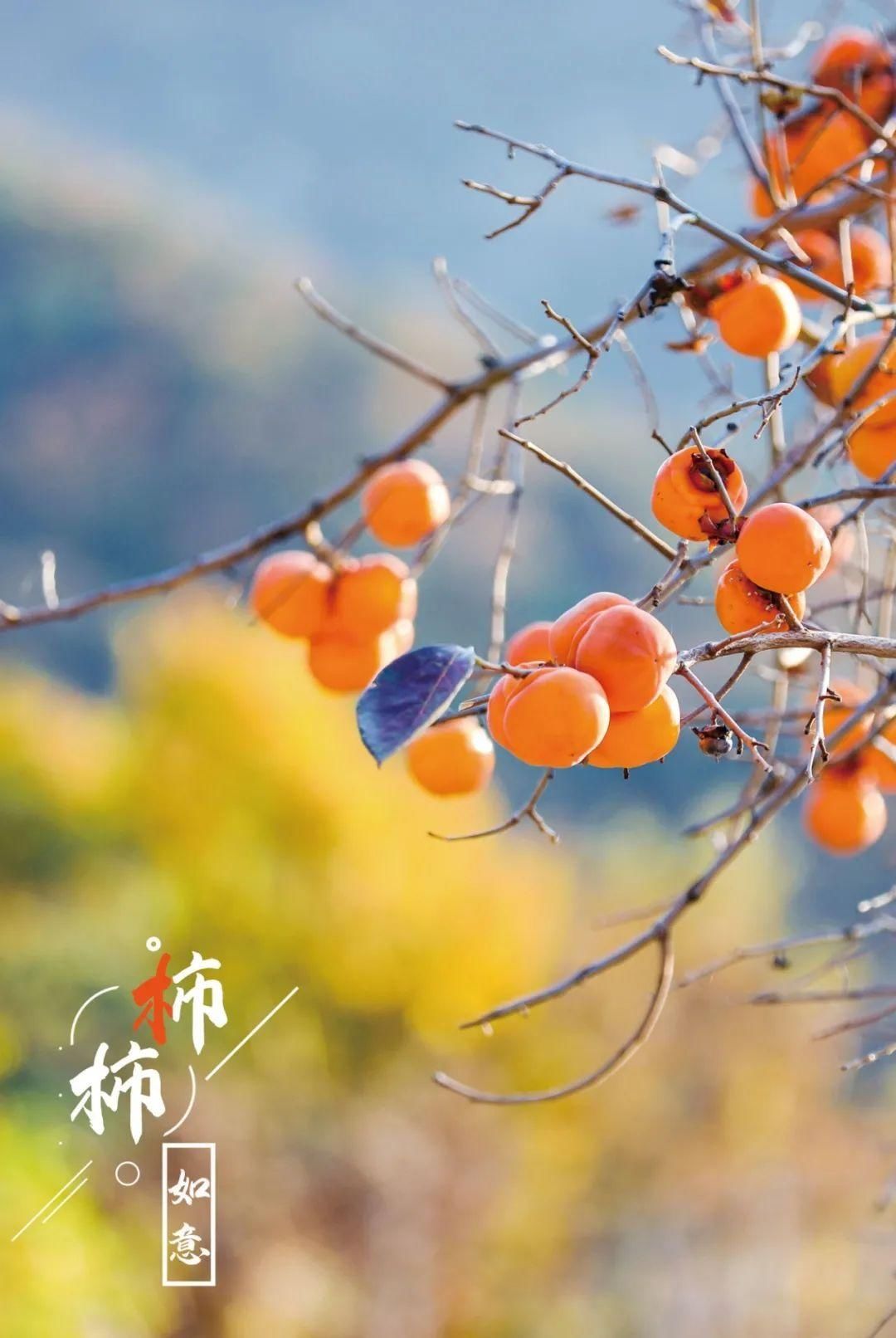 特写|图片特写｜年年岁岁，“柿柿”如意