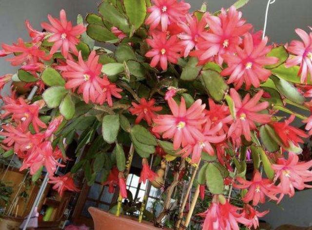 施肥|爷爷养“蟹爪兰”,每隔2个月用“1个蛋”,不去施肥,冬天开花多