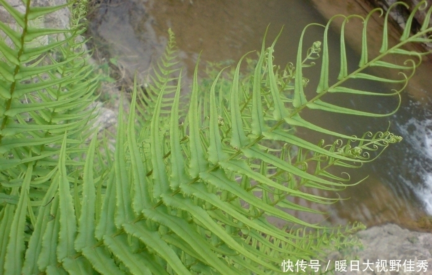  喜欢|在井边的野草，看到就是“福气”，如今数量稀少，越来越珍贵